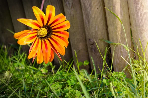 Květina na plot — Stock fotografie