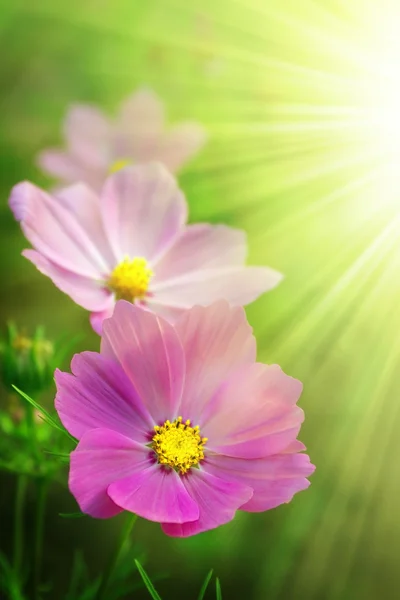 핑크 봄 — 스톡 사진