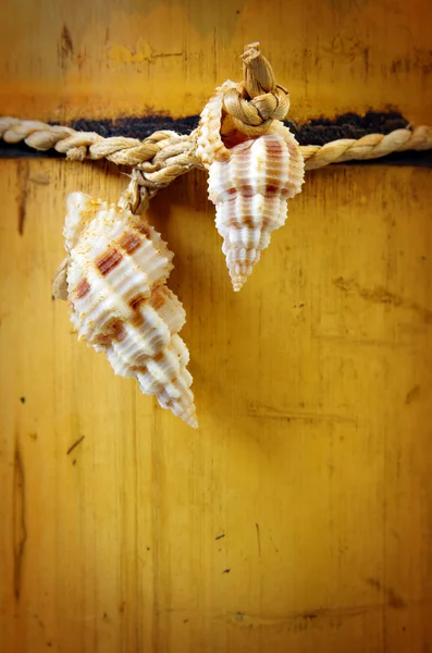 Bamboo and conches — Stock Photo, Image