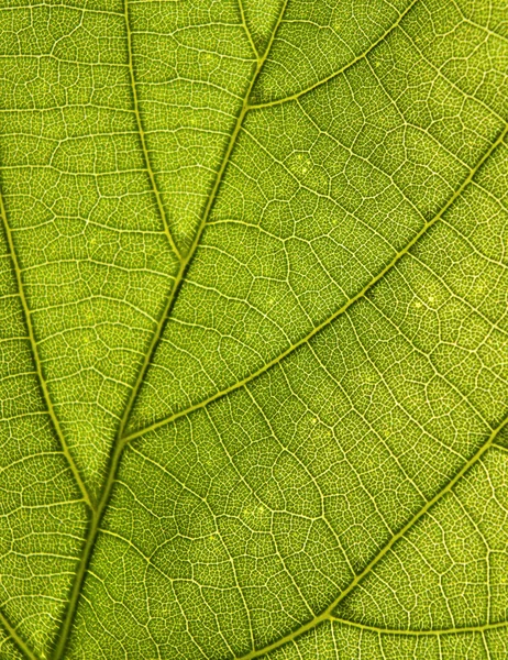 Yaprağı deseni — Stok fotoğraf