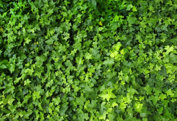 Patrón de hojas — Foto de Stock