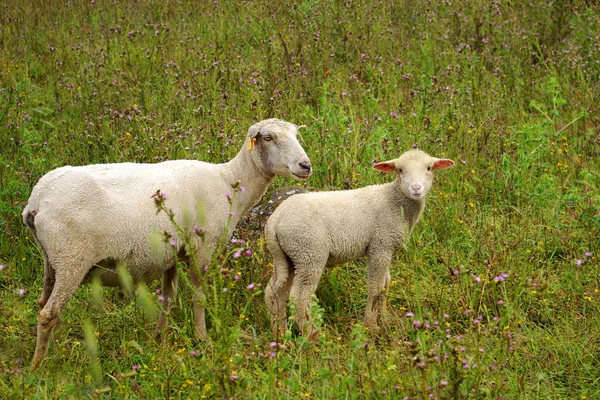 Dos ovejas —  Fotos de Stock