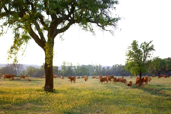 Otlatılması inekler — Stok fotoğraf