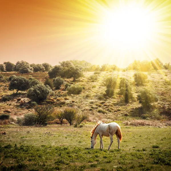 Pasturing Horse — Zdjęcie stockowe