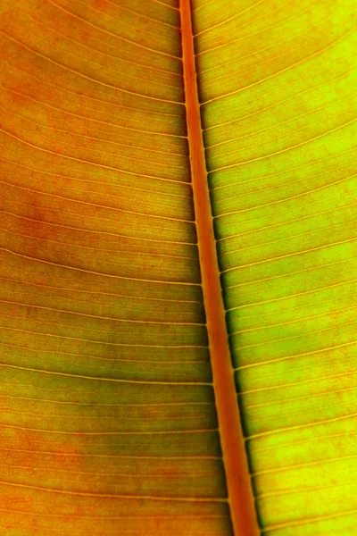 Leaf Parttern — Stock Photo, Image