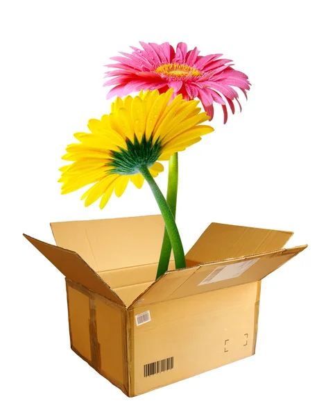 Pakiety kwiaty — Zdjęcie stockowe