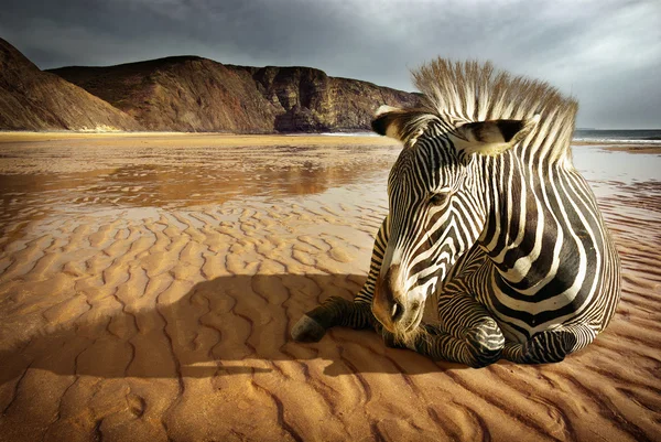 Beach Zebra — Stock fotografie
