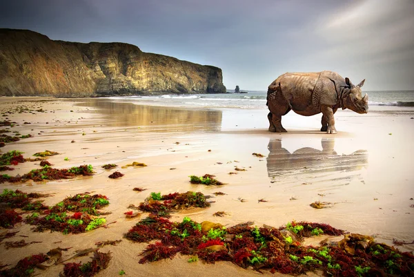 Пляж носоріг — стокове фото