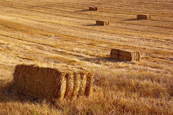 Straw Field — Stock Photo, Image