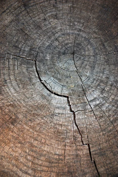 वृक्ष ट्रंक — स्टॉक फोटो, इमेज