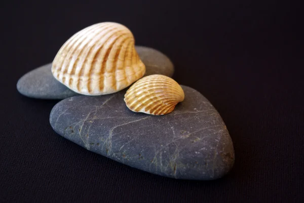 Stones and Seashells — Stock Photo, Image