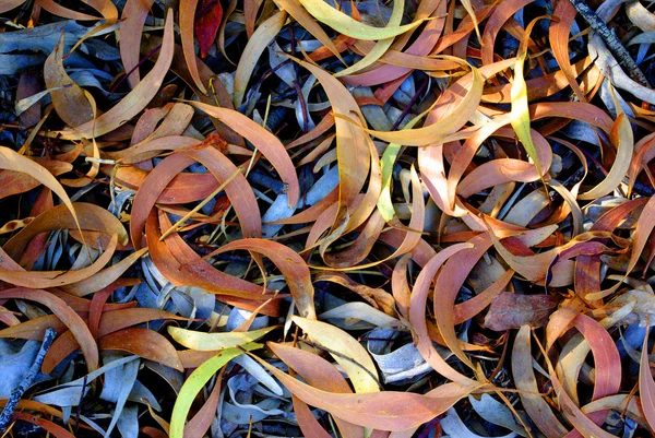 Eucalyptus listy — Stock fotografie