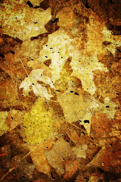 Outumn liści — Zdjęcie stockowe