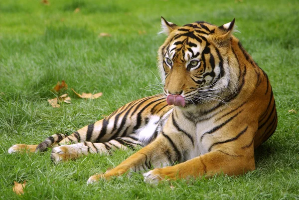 stock image Tiger