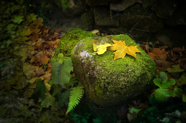 岩の上の葉します。 — ストック写真