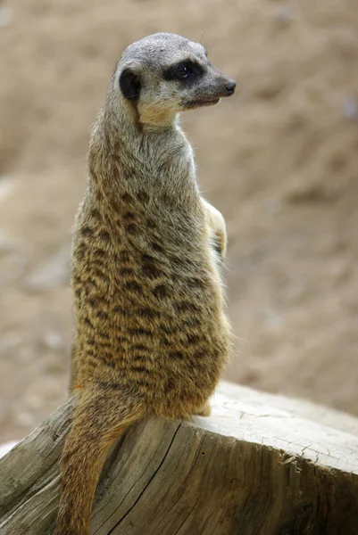 Meerkat portret — Stockfoto