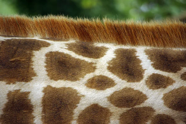 Collo della giraffa — Foto Stock