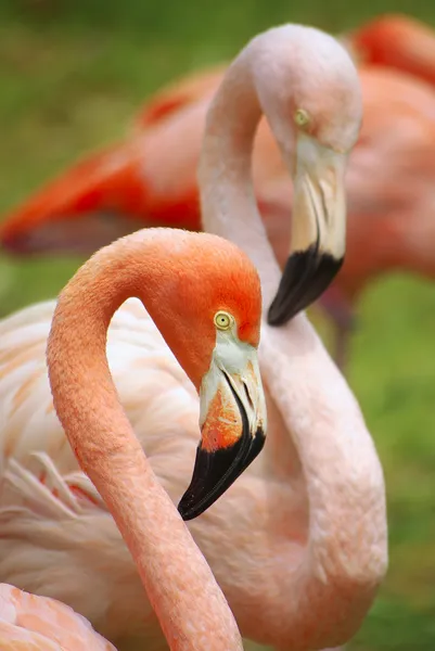 Два фламинго — стоковое фото