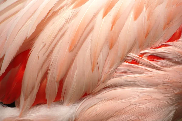Flamingoe z piór — Zdjęcie stockowe