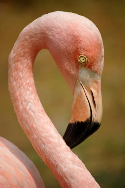 Kepala Flamingo — Stok Foto