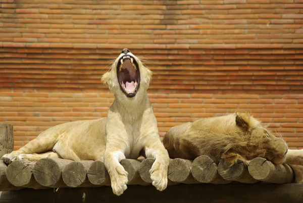 Leões sonolentos — Fotografia de Stock