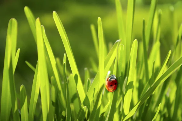 Ladybug in Grass — Stock Photo, Image