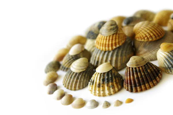 Shell Spiral — Stock Photo, Image