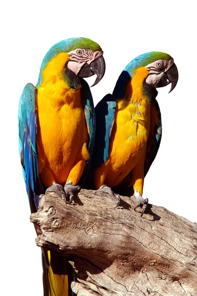 Parrots Isolated — Stock Photo, Image
