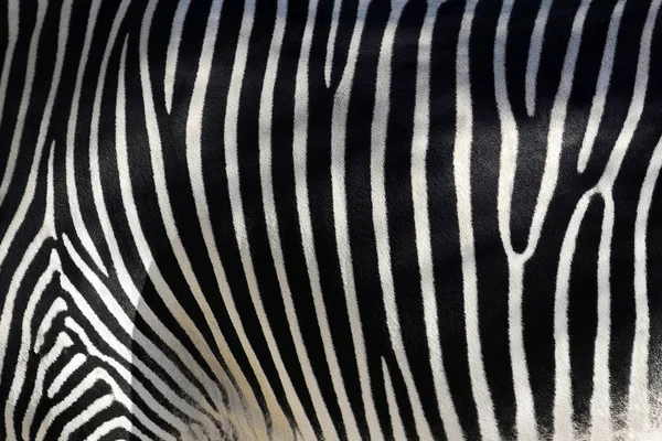 Zebrafell — Stockfoto