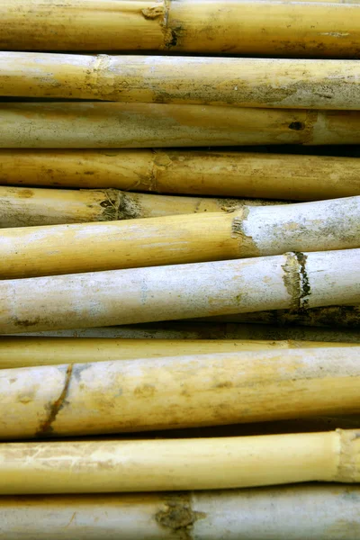 Dried Canes — Stock Photo, Image