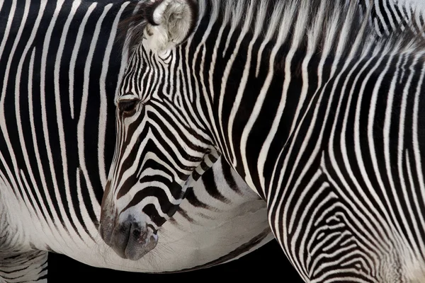 Zebra kafa — Stok fotoğraf
