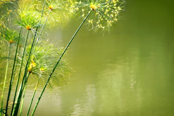 水の葉 — ストック写真