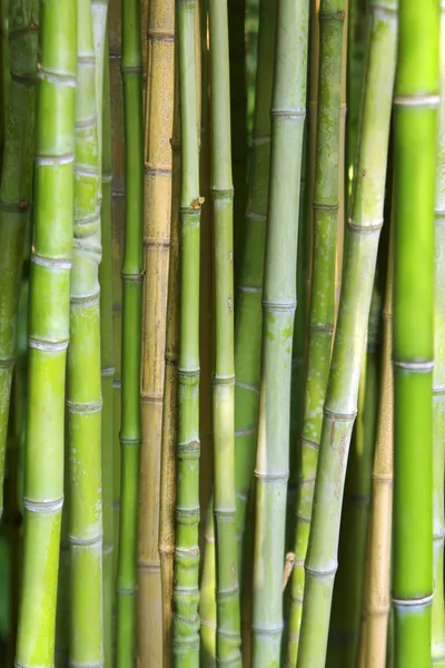 Bamboo Background — Stock Photo, Image