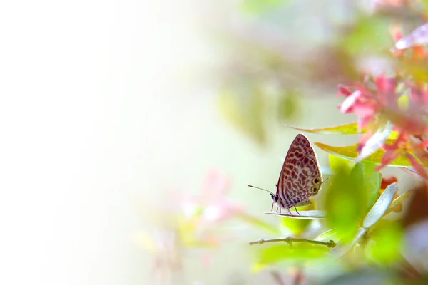 Motýl na listu — Stock fotografie