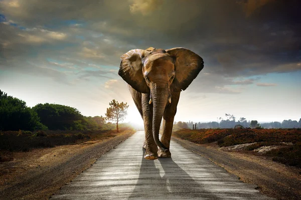 Одинокий ходячий слон — стоковое фото