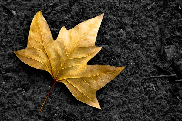 고독한 잎 — 스톡 사진