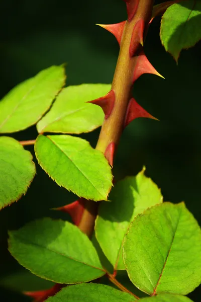 Espinhos de rosa — Fotografia de Stock