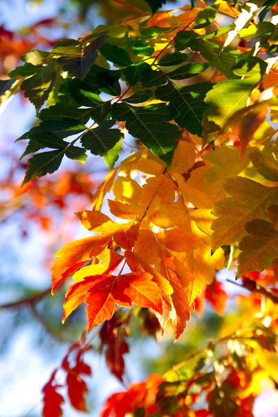 秋季背景 — 图库照片
