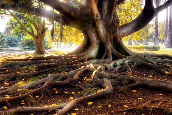 Столетнее дерево — стоковое фото