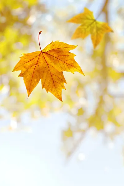 Falling Leaf — Stock Photo, Image