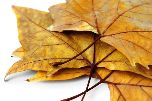 Trockene Blätter — Stockfoto