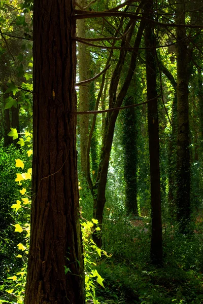 녹색 숲 — 스톡 사진