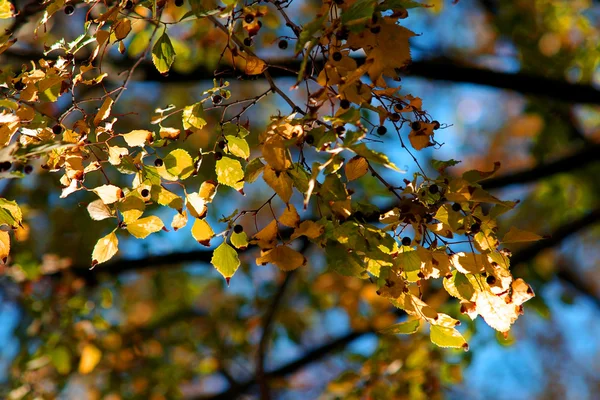 Hintergrund der Blätter — Stockfoto