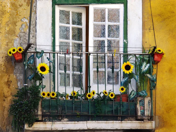 Słonecznik balkon — Zdjęcie stockowe
