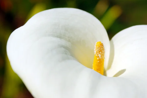 Fiore di Calla — Foto Stock