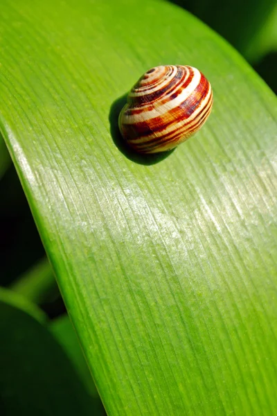 stock image Snail on leaf