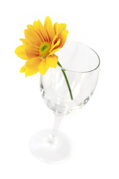 Blume auf Glas — Stockfoto