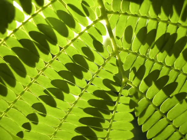 绿色蕨类植物 — 图库照片