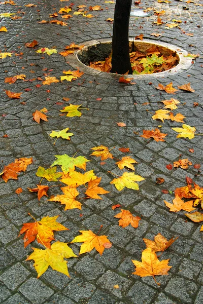 Blätter in der Erde — Stockfoto
