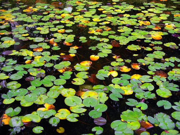 Water Lily Lake — Stock Photo, Image